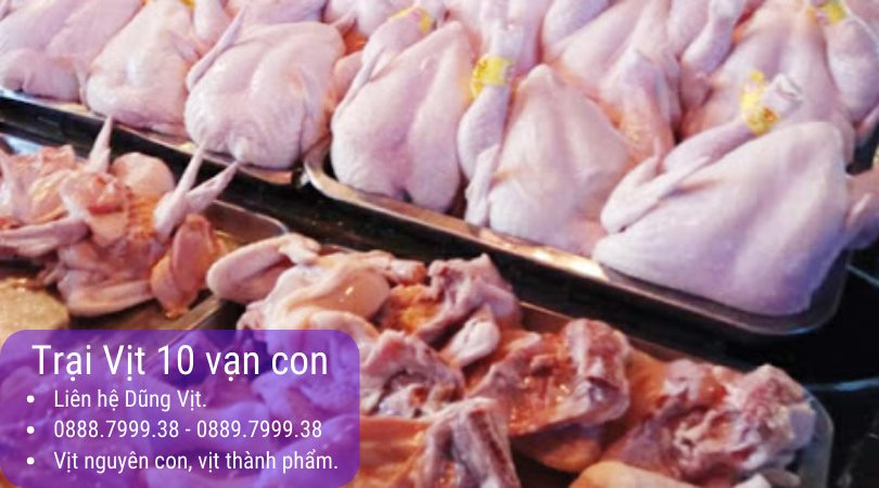 Bỏ sỉ vịt tươi nguyên con Bình Dương – Đồng Nai – Thành phố Hồ Chí Minh TPHCM – Bà Rịa Vũng Tàu