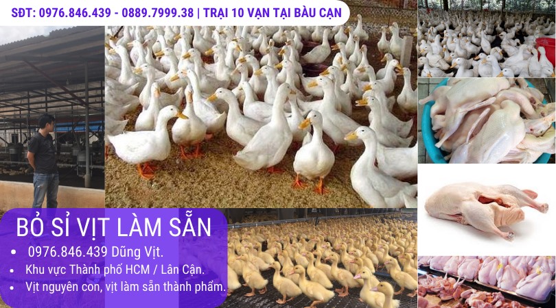 Trại Vịt 10 vạn con Đồng Nai, cung cấp sỉ vịt làm sẵn TPHCM.