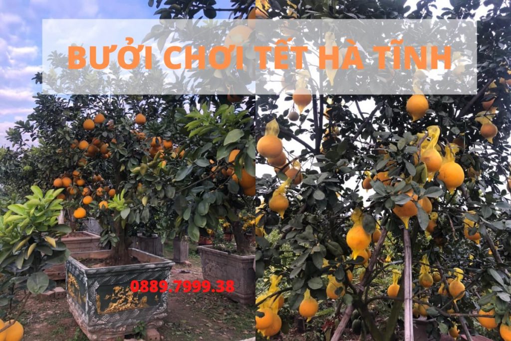 Bán cây bưởi chơi tết 2021 tại Hà Tĩnh (tại Tp Hà Tĩnh - có giao hàng toàn tỉnh). Bưởi khỏe sau có thể trồng được, cây to đẹp, quả nhiều vàng, giao hàng...