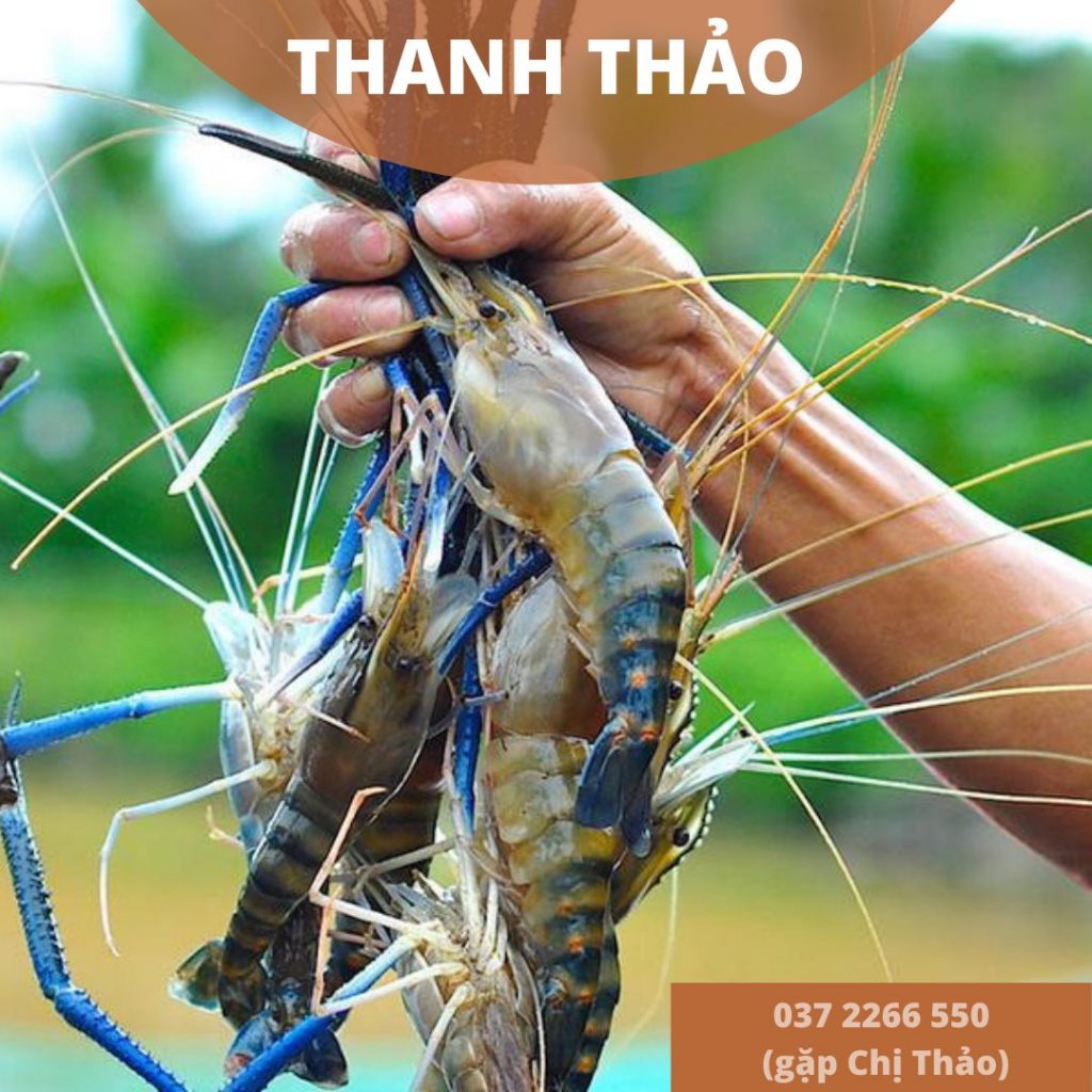  Bên cạnh dịch vụ nấu ăn tận nơi tại nhà khách hàng. Thanh Thảo cung cấp các loại thực phẩm tươi sống, đồ rừng, đồ ăn độc lạ... như: Tôm hùm Alaska khổng hồ, Dúi rừng nguyên con, Chồn nguyên ngon, Thịt sóc rừng tươi, Thịt nhím - nhím sống, các loại rắn, hải sản tươi sống Vũng Tàu, rau củ đà lạt tươi, thịt heo tươi, thịt dê tươi thịt hoặc nguyên con, vịt tươi (làm sẵn) Bàu Cạn, thịt gà thả vườn, gà đá Đồng Nai,....